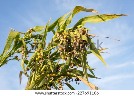 millet,Jobs tears (Coix lachryma-jobi L.) on tree with blue sky,  native plants of southeast asia