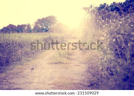vintage nature background, morning in the countryside Street (vintage color tone image)