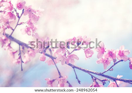 spring sukura pink flower with sun sky vintage color toned abstract nature background, instagram filter