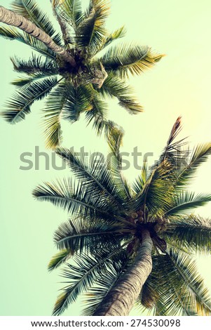 Vintage nature background of coconut palm tree on tropical beach blue sky with sunlight of morning in summer,  instagram filter
