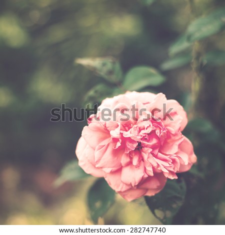 Vintage rose flower with retro instagram filter effect