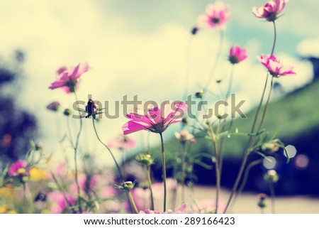 Vintage photo of nature background with cosmos flowers and wild plants, instagram retro filter