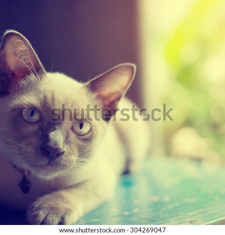 Cute Cat absent-minded near window - vintage color effect, soft focus