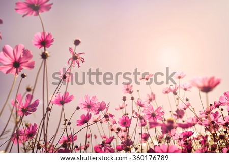 Pink tone of cosmos flower field. Sweet and love in valentine day background concept