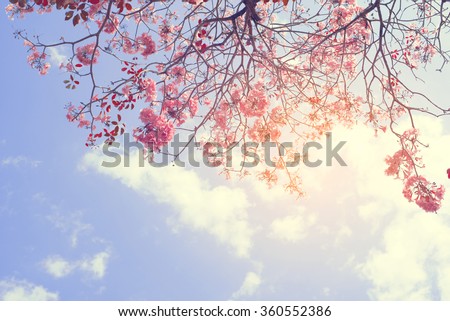 Nature background of beautiful tree pink flower in spring - serenity and rose quartz vintage pastel color filter