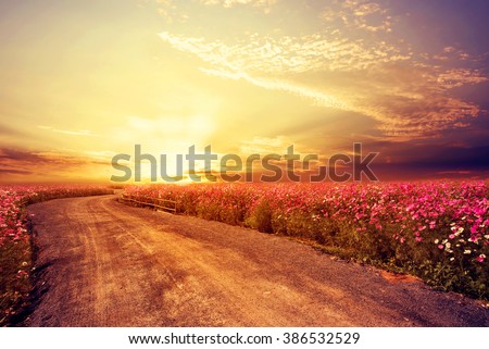 Landscape of beautiful cosmos flower field in sky sunset, vintage and retro filter effect style