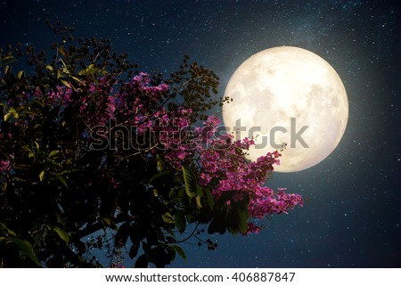 Beautiful cherry blossom (sakura flowers) with Milky Way star in night skies; full moon - Retro style artwork with vintage color tone(Elements of this moon image furnished by NASA)