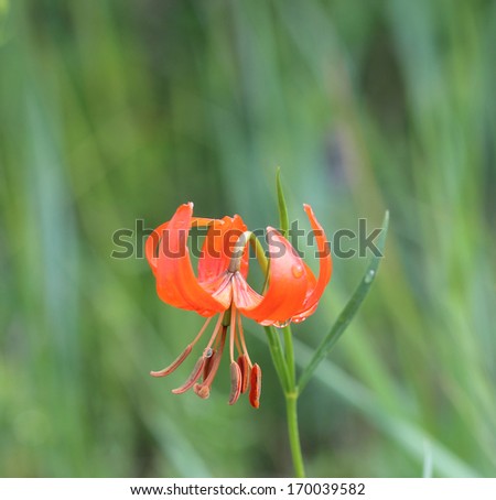 Macro photography a dwarf red Lily. After the rain near the village of pearls in Eastern Siberia. Sunny day, cloudy.