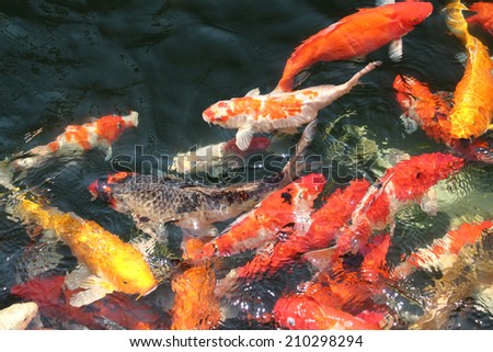 Carps Japanese swimming (Cyprinus carpio)  in the pond in the early morning. Multi-colored ornamental fish.