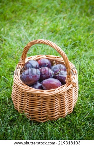 organic ripe plums in a basket on green grass background