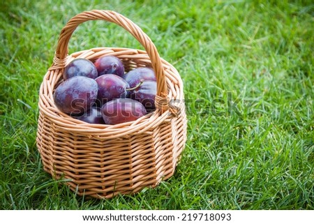 organic ripe plums in a basket on green grass background