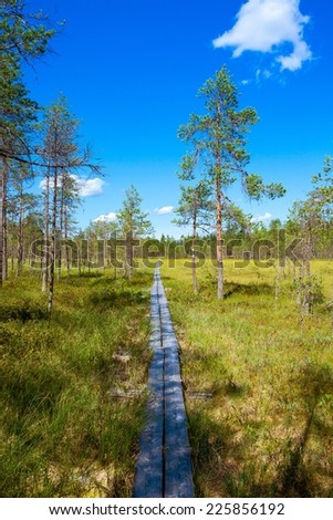 wooden path through the pine forest in the national park