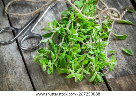 bunch of raw green herb marjoram with scissors on a wooden rustic table