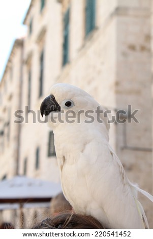White parrot on top of a head