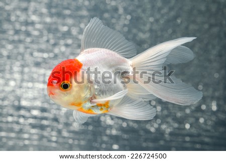 GOLD FISH