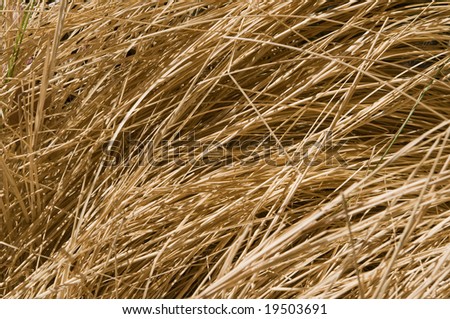 first or short plane of wheat for backgrounds or wallpapers