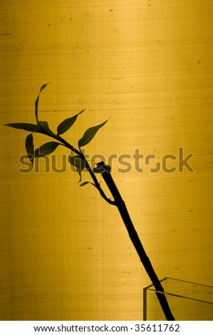 zen scene with natural bamboo silhouette