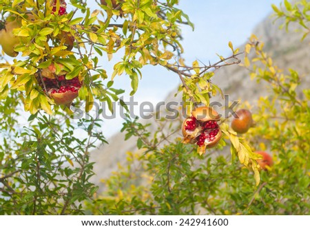 ripe pomegranate fruit on tree, Montenegro