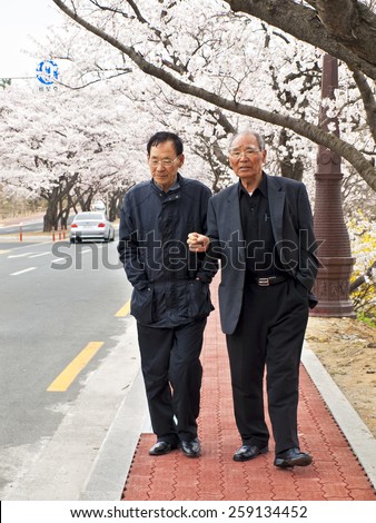 GYEONGJU, SOUTH KOREA -?? APRIL 11, 2014: Photo of two elderly Korean men walking in the street in Gyeongju under blooming cherry trees during the annual Cherry Blossom Festival.