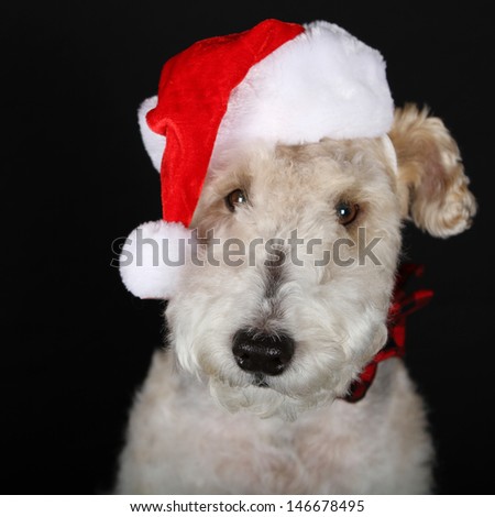Portrait of a Wire Fox Terrier Dressed for Christmas