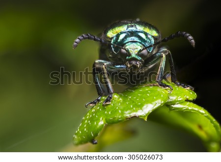 Green Metal bug beetle