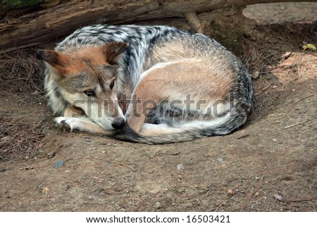 Mexican wolf laying down