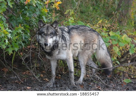 Wolf in the brush