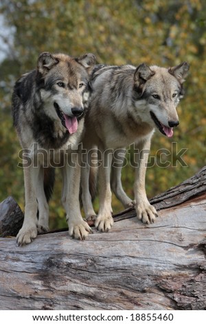 2 wolves standing on log