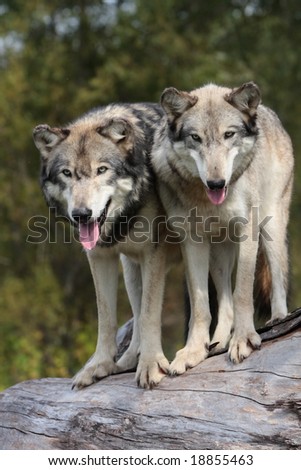 2 Wolves standing on log