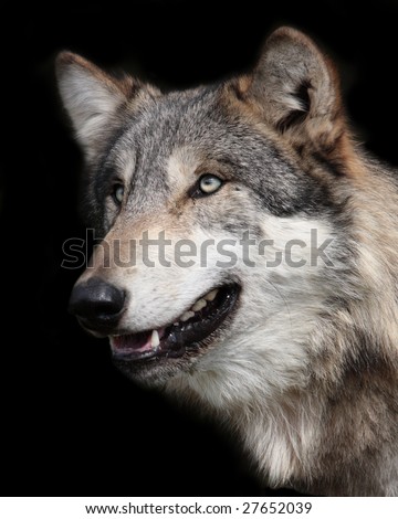 Gray wolf portrait isolated on black background