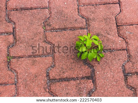Plants growth from asphalt