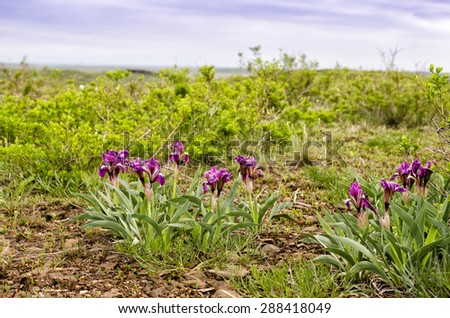 Blooming Wild Iris in the Mountain