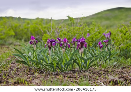 Blooming Wild Iris in the Mountain
