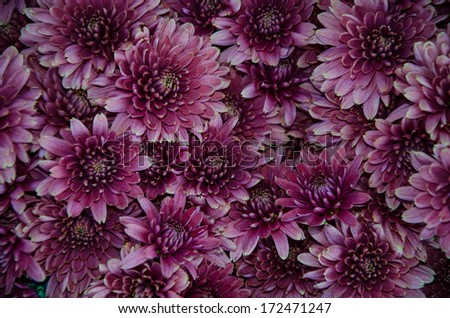 group of purple chrysanthemum flowers