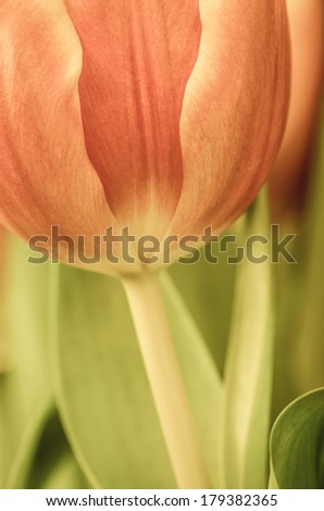 purple tulips on white background filtered desaturated effect