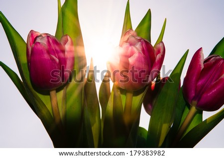 pink tulip with sunshine light