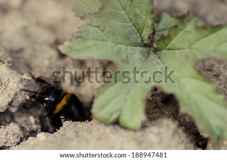 detail of bee in ground and green leave