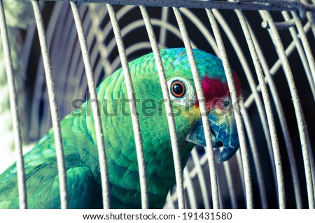 green parrot in a cage