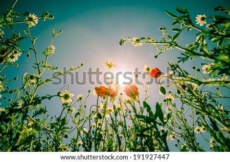 colorful flowers and sky image