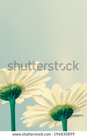 detail of white daisy on white background