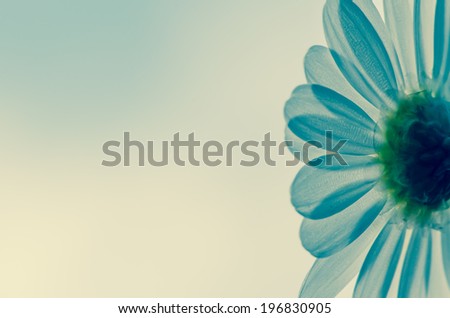 detail of white daisy on white background