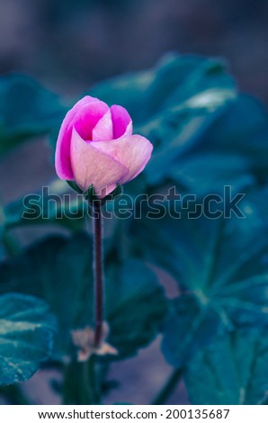 detail of pink flower on green background