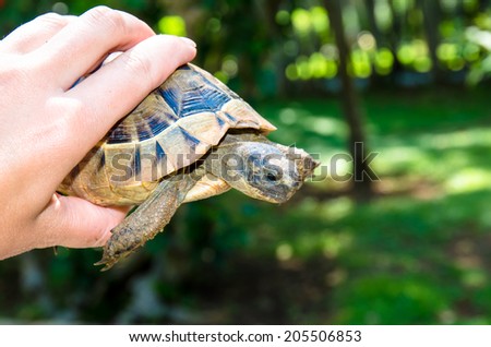 brown turtle reptile animal in hand
