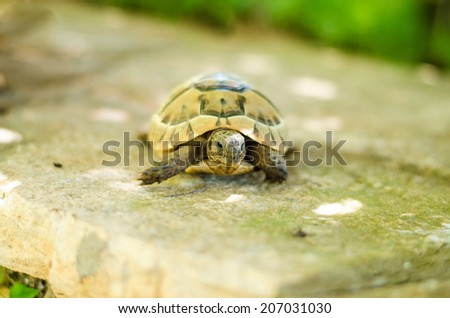 brown turtle reptile animal image