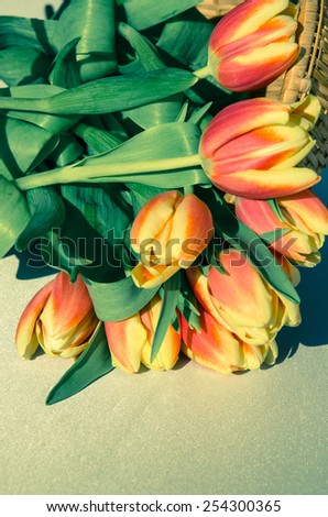 orange yellow tulips bunch pastel colors