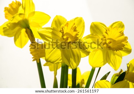 group of yellow daffodils isolated image