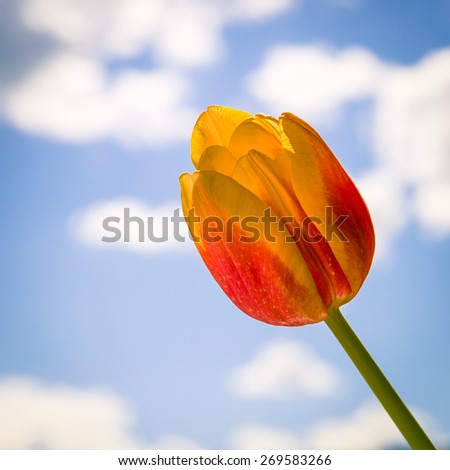 beautiful red yellow tulip over blue sky