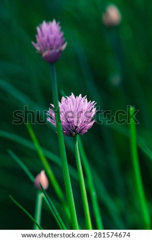 blossoming violet garlic flower over green background