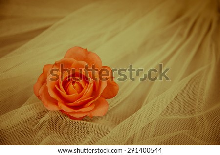 filtered orange rose over white background