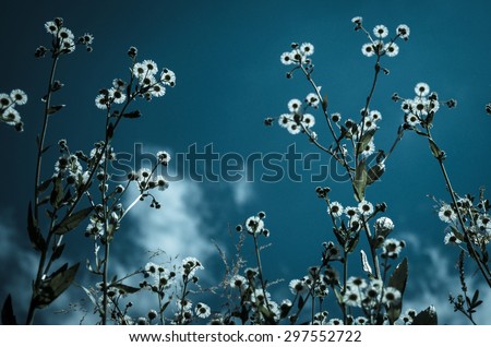 many white flowers over blue dark blue sky cold effect